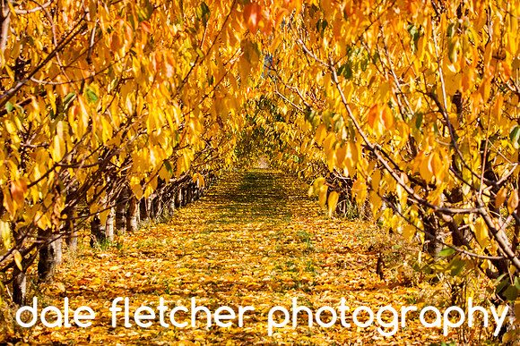 6650 Tunnel of Yellow