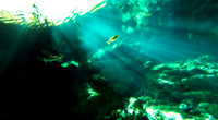 72556 Light Rays