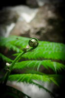 0990 Fern Ball
