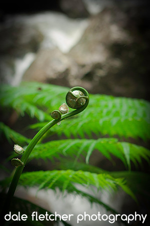 0990 Fern Ball