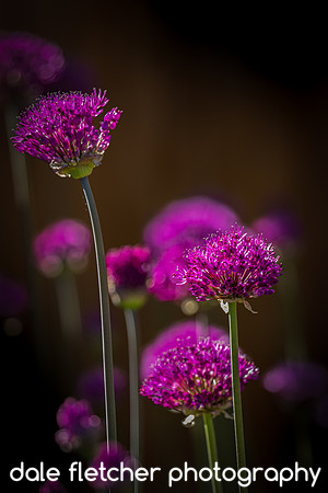2580 Purple