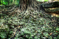 8531 The Roots
