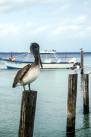 00321 Posted Birds