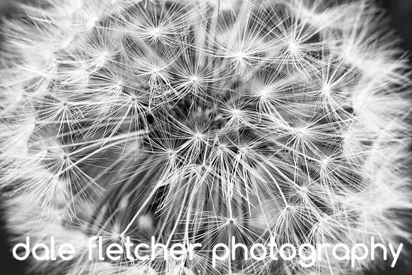 0145 Black & White