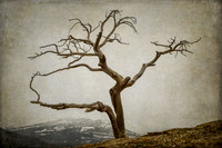 1236 Burmis Tree