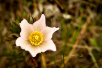 1444 Wild Bloom