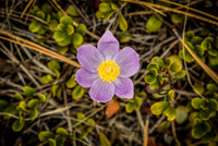 1749 Wildflower