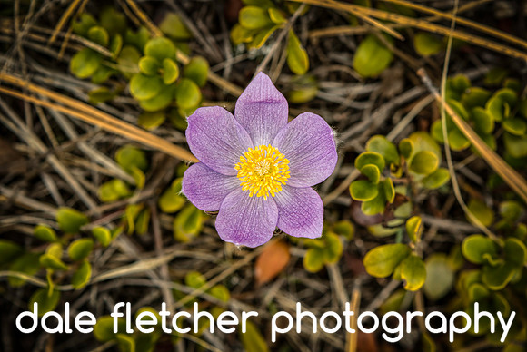 1749 Wildflower