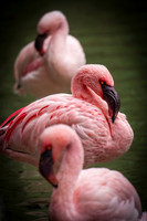 5673 The Three Flamingos