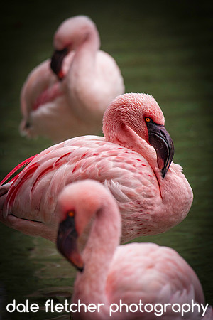 5673 The Three Flamingos