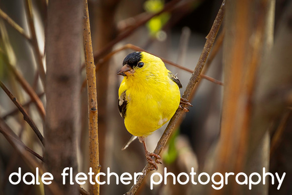 9780 American Goldfinch