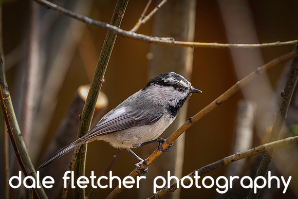 9771 Black-Capped Chickadee