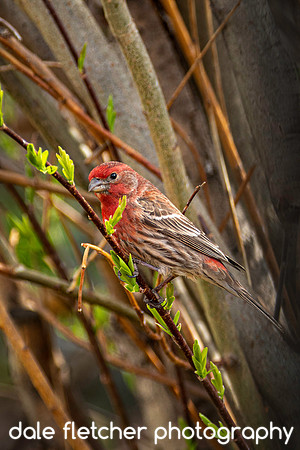 9782 House Finch