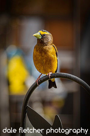 9804 Evening Grosbeak