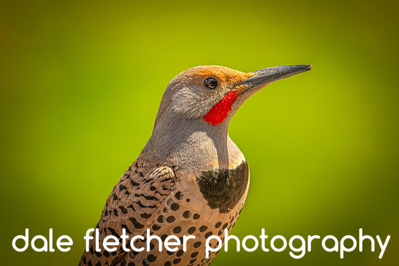 9645 Flicker