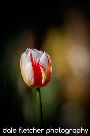2577 White & Red