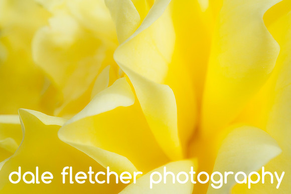 6310 Yellow Petals