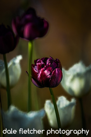 2573 Deep Purple