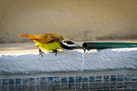1281 Thirsty Bird