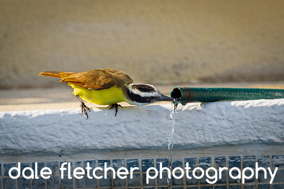 1281 Thirsty Bird