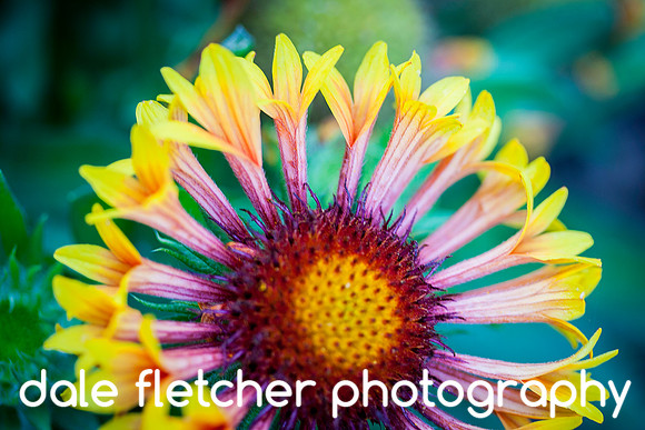 5462 Yellow Purple Flower