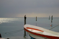 00121 Pelican On Watch