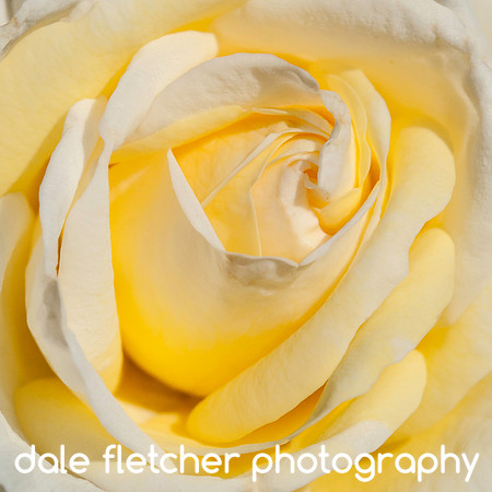 5049 Square Rose