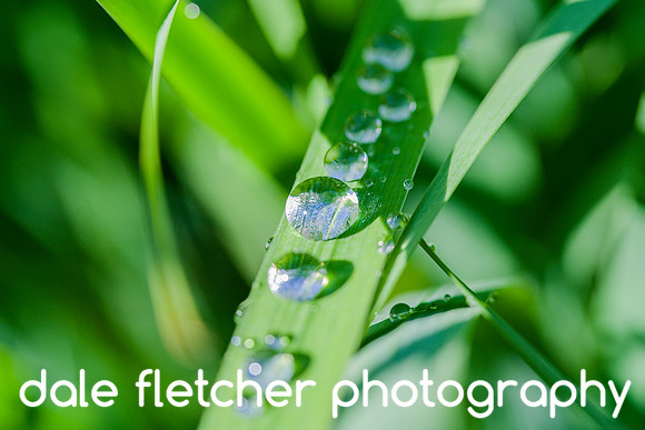 5008 Water On Grass
