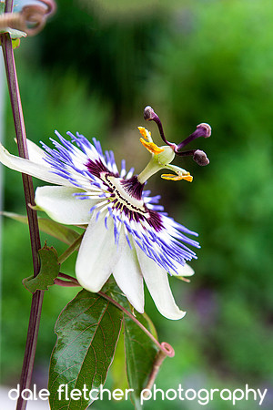 2811 Alien Flower