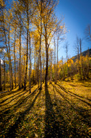 0663 Fall Shade