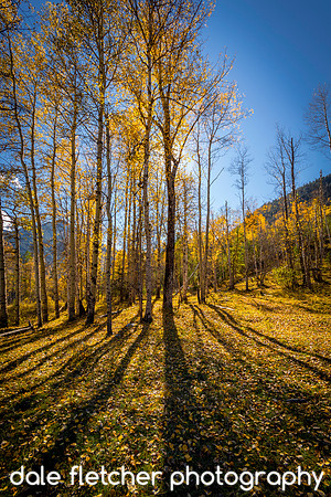0663 Fall Shade