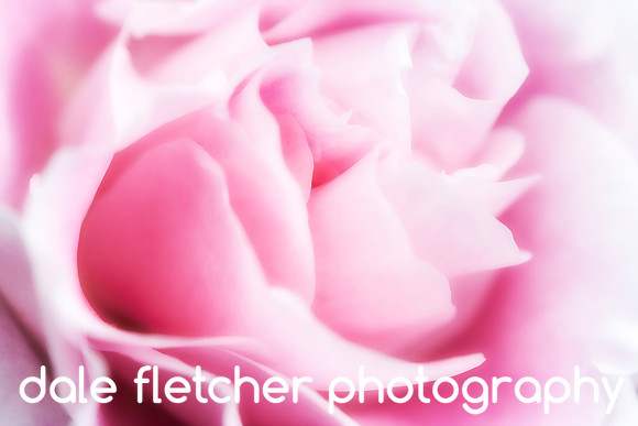 4946 Pink Peony-Glow