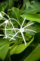 0809 White Flower