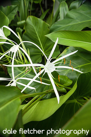 0809 White Flower