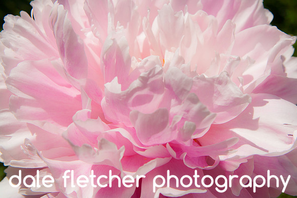5086 Pink Peony