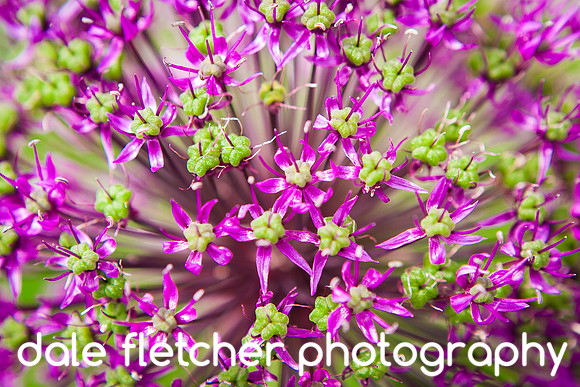 2647 Purple Green Burst