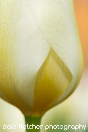 4595 Tulip Yellow