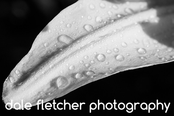 3419 White Lily Drops