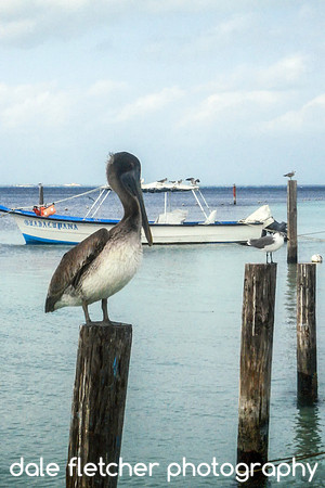 00321 Posted Birds