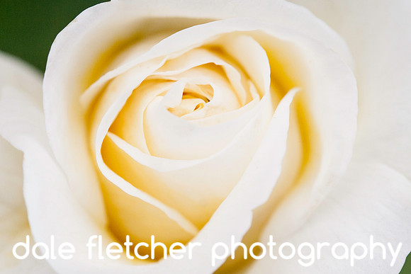 4970 Yellow Rose