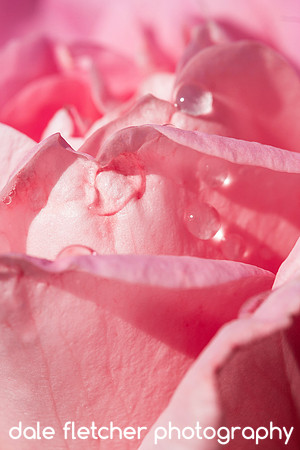 4984 Pink Rose Drops