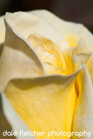 5043 Yellow Rose