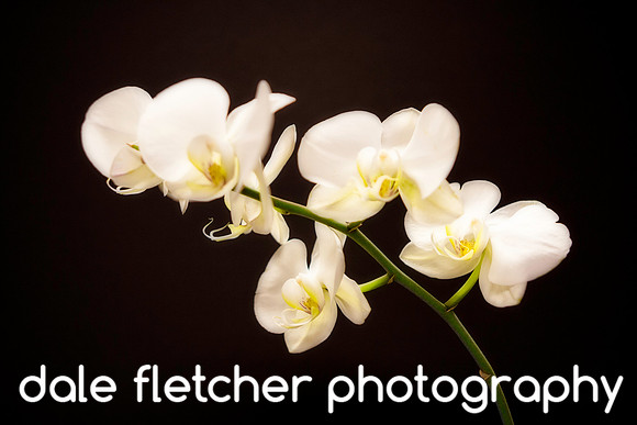 3344 Orchid Glow