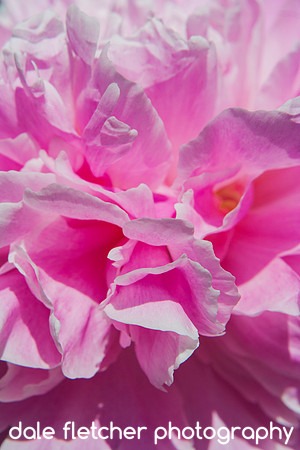 5031 Pink and Pink