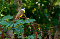 1274 Bird On Watch