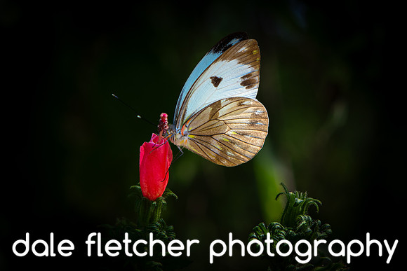 8102 Butterfly