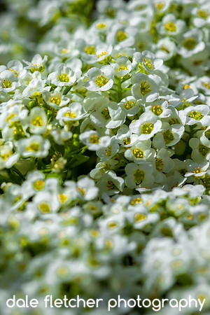 2446 White White and White