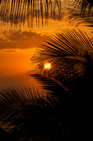 6913 Through The Palms