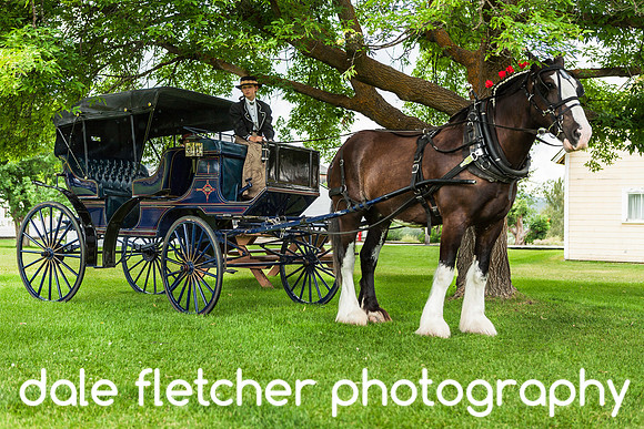 4428 Horse Carriage