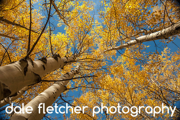 7482 Towering Yellow
